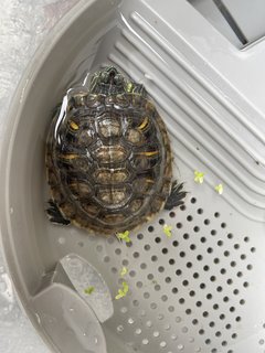 Jewel - Tortoise Reptile