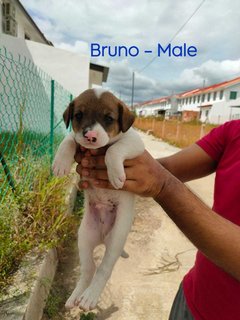 Bruno - Mixed Breed Dog