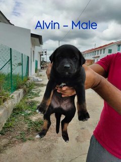 Alvin - Mixed Breed Dog