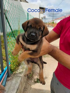 Coco - Mixed Breed Dog