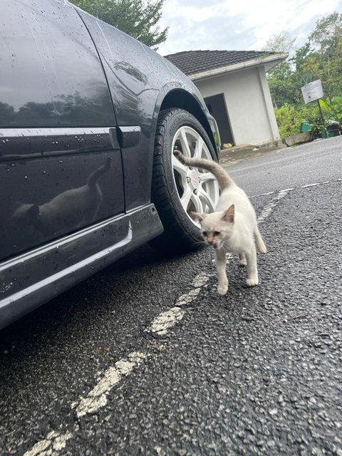 White Kitten - Domestic Short Hair Cat