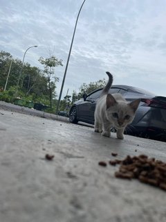 White Kitten - Domestic Short Hair Cat