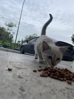 White Kitten - Domestic Short Hair Cat