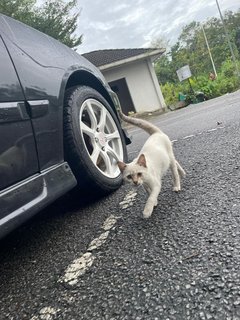 White Kitten - Domestic Short Hair Cat