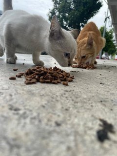 White Kitten - Domestic Short Hair Cat