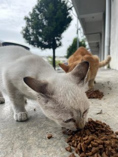 White Kitten - Domestic Short Hair Cat