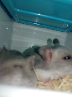 Kenyit And The Geng - Short Dwarf Hamster Hamster