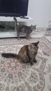 Oreo &amp; Bella - British Shorthair + Domestic Long Hair Cat