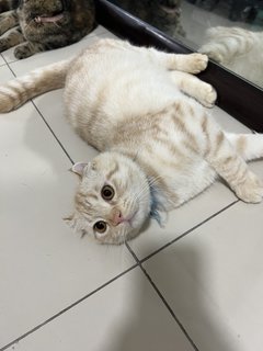 Abang &amp; Kakak - American Curl Cat