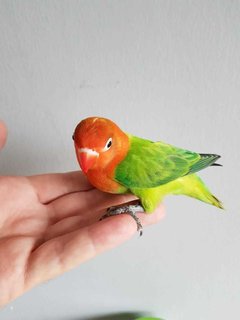 Baby - Lovebird Bird