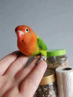 Baby - Lovebird Bird