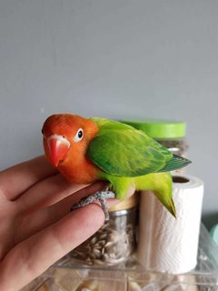 Baby - Lovebird Bird