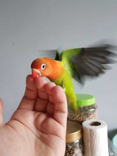 Baby - Lovebird Bird