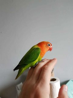 Baby - Lovebird Bird