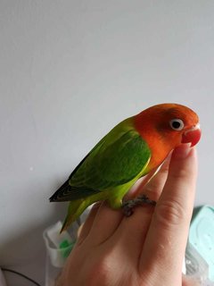 Baby - Lovebird Bird