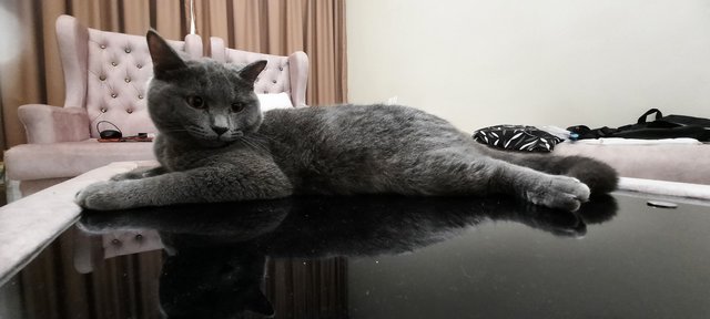 Romeo - British Shorthair Cat