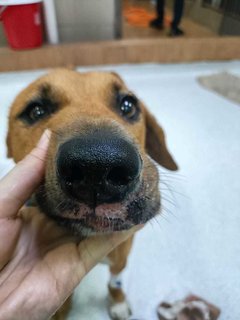 Browny - Mixed Breed Dog