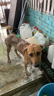 Browny - Mixed Breed Dog