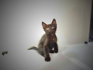 Puma - Maine Coon + Domestic Long Hair Cat