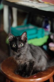 Zuhal - Domestic Medium Hair Cat