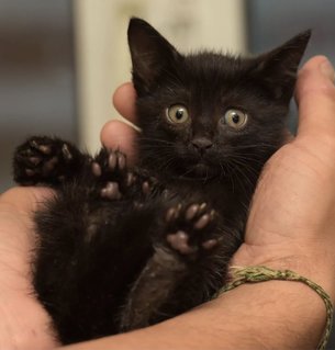 Spider  - Domestic Short Hair Cat