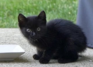 Spider  - Domestic Short Hair Cat