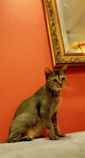 Kinton  - Domestic Short Hair Cat