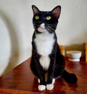 Felix - Domestic Short Hair + Tuxedo Cat