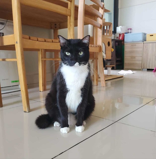 Felix - Domestic Short Hair + Tuxedo Cat