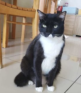 Felix - Domestic Short Hair + Tuxedo Cat