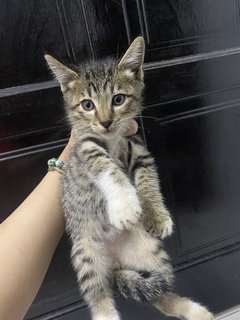 Teddy🐻 - Domestic Long Hair Cat