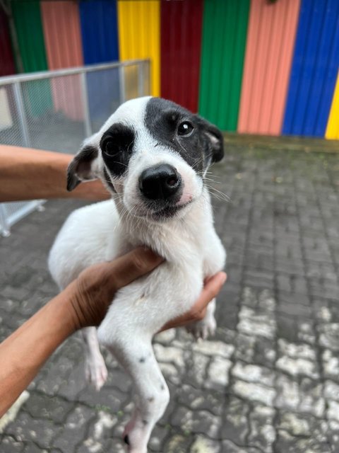 Storm - Mixed Breed Dog