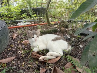 Grey - Domestic Short Hair Cat