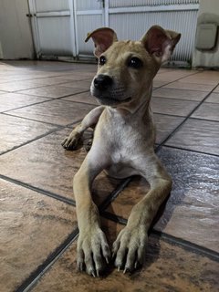 Tiny - Mixed Breed Dog