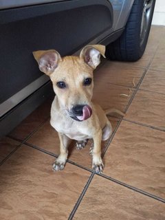 Tiny - Mixed Breed Dog