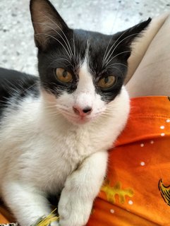 Mori Manja Tuxedo - Domestic Short Hair Cat