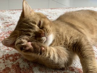 Gold - British Shorthair Cat