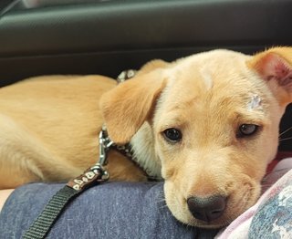 Xiao Liu - Labrador Retriever Mix Dog