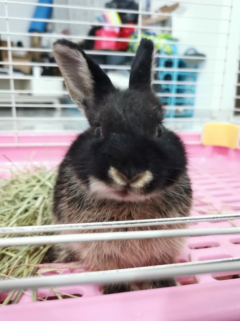 Blacky - Dwarf Rabbit