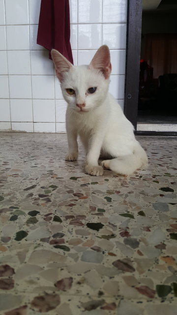 White Cat - Domestic Short Hair Cat