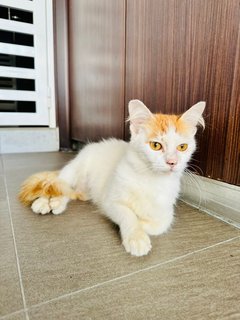 Cat -mimi - Domestic Long Hair Cat