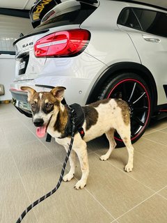 Handsome Boy - Jack Russell Terrier Mix Dog