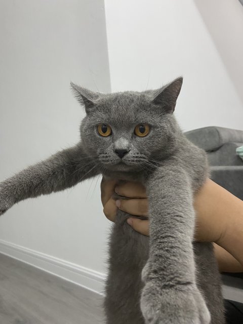 Abu - British Shorthair Cat