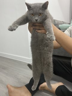 Abu - British Shorthair Cat