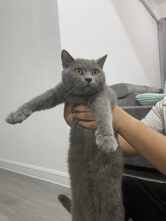 Abu - British Shorthair Cat