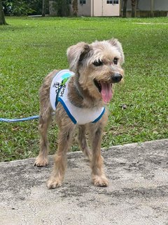 PF123629 - Schnauzer Dog