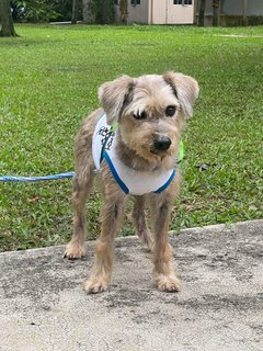 PF123629 - Schnauzer Dog