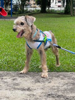 PF123629 - Schnauzer Dog