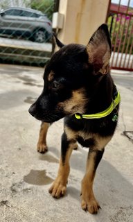 Taylor - Doberman Pinscher Mix Dog