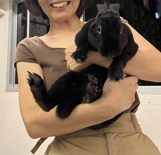 Kopi - Mini Rex Rabbit